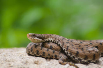 Aspisviper auf einem Stein