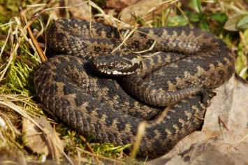 Kreuzotter, Zinnkammern Pöhla