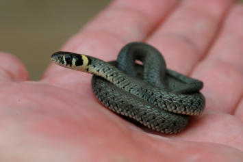 Junge Ringelnatter auf der Hand