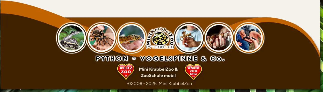 PYTHON • VOGELSPINNE & Co. Mini KrabbelZoo & ZooSchule mobil ©2008 - 2025  Mini KrabbelZoo