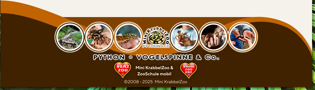 PYTHON • VOGELSPINNE & Co. Mini KrabbelZoo & ZooSchule mobil ©2008 - 2025  Mini KrabbelZoo