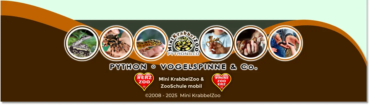 PYTHON • VOGELSPINNE & Co. Mini KrabbelZoo & ZooSchule mobil ©2008 - 2025  Mini KrabbelZoo