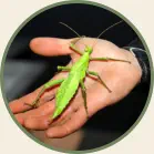 PYTHON • VOGELSPINNE & Co. Mini KrabbelZoo & ZooSchule mobil ©2008 - 2025  Mini KrabbelZoo