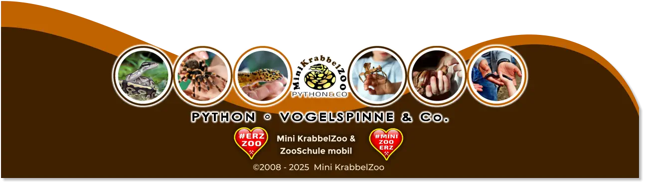 PYTHON • VOGELSPINNE & Co. Mini KrabbelZoo & ZooSchule mobil ©2008 - 2025  Mini KrabbelZoo