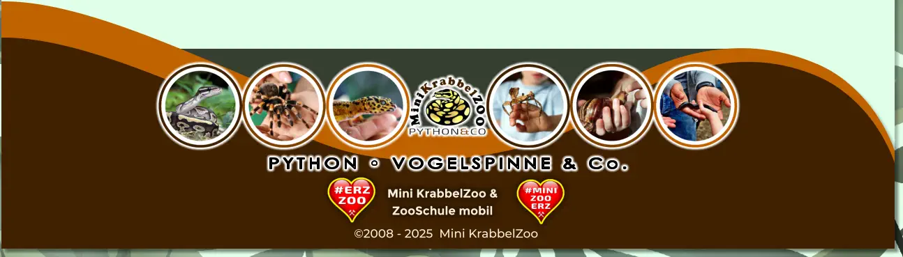 PYTHON • VOGELSPINNE & Co. Mini KrabbelZoo & ZooSchule mobil ©2008 - 2025  Mini KrabbelZoo