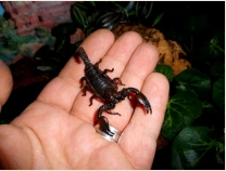 Nicht alle Arten sind so friedlich!