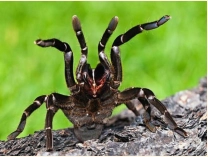 Drohende Vogelspinne