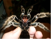 Der Vogelspinnengriff