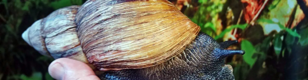 PYTHON & CO Mini KrabbelZoo ©2008 - 2026  Mini KrabbelZoo