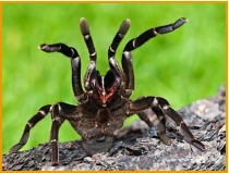 Noch ein wichtiger Hinweis! Sollten Sie sich entscheiden eine Präsentation in einer Gaststätte (o.ä.) zu buchen, setzen Sie sich bitte vorher mit dem Betreiber dort in Verbindung! Wenn ich mit meinem mobilen Krabbelzoo einmal angekommen bin und der Betreiber das aber nicht möchte (keine vorherige Absprache), bleibt der Endpreis für mich davon unberührt! Auch dies kann man in meinen AGB nachlesen.  Mobile Präsentationen erfolgen von Mitte März bis Mitte Oktober. Bei Temperaturen über 30°C  im Sommer und unter 10°C im Oktober, sind keine (auch gebuchte) mobilen Präsentationen möglich! Das bitte ich zu beachten.