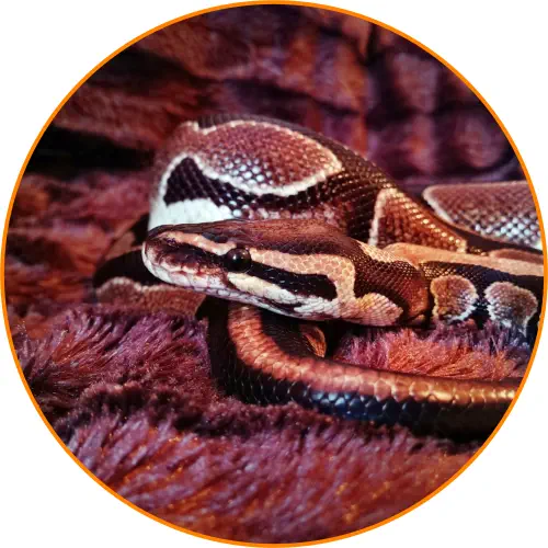 ©2008 - 2026  MiniKrabbelZoo PYTHON&CO MiniKrabbelZoo Krabbelzoo hautnah