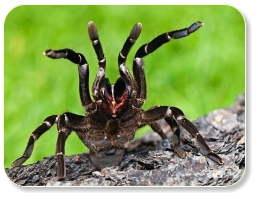 Vogelspinne in Drohhaltung