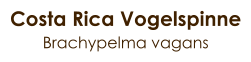 Costa Rica Vogelspinne Brachypelma vagans