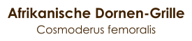 Afrikanische Dornen-Grille Cosmoderus femoralis