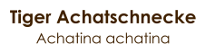 Tiger Achatschnecke Achatina achatina