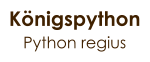 Königspython Python regius