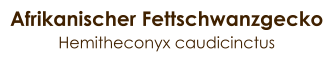 Afrikanischer Fettschwanzgecko Hemitheconyx caudicinctus