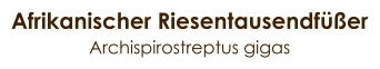 Afrikanischer Riesentausendfüßer Archispirostreptus gigas