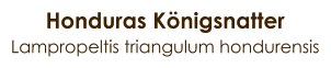 Honduras Königsnatter Lampropeltis triangulum hondurensis