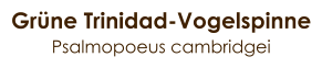 Grüne Trinidad-Vogelspinne Psalmopoeus cambridgei
