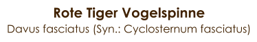 Rote Tiger Vogelspinne Davus fasciatus (Syn.: Cyclosternum fasciatus)