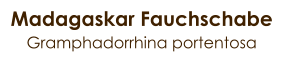Madagaskar Fauchschabe Gramphadorrhina portentosa
