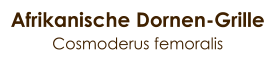 Afrikanische Dornen-Grille Cosmoderus femoralis