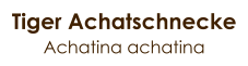 Tiger Achatschnecke Achatina achatina