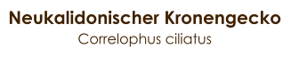 Neukalidonischer Kronengecko Correlophus ciliatus