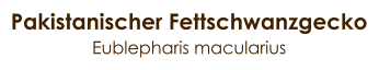 Pakistanischer Fettschwanzgecko Eublepharis macularius