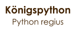 Königspython Python regius