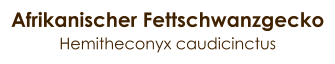 Afrikanischer Fettschwanzgecko Hemitheconyx caudicinctus