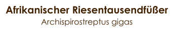 Afrikanischer Riesentausendfüßer Archispirostreptus gigas