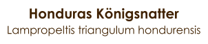 Honduras Königsnatter Lampropeltis triangulum hondurensis