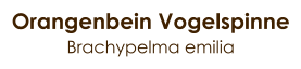 Orangenbein Vogelspinne Brachypelma emilia