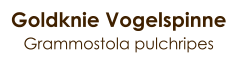 Goldknie Vogelspinne Grammostola pulchripes