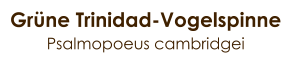 Grüne Trinidad-Vogelspinne Psalmopoeus cambridgei