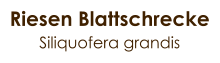 Riesen Blattschrecke Siliquofera grandis