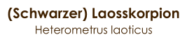 (Schwarzer) Laosskorpion Heterometrus laoticus