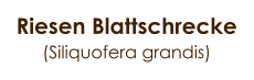 Riesen Blattschrecke (Siliquofera grandis)