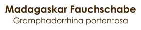 Madagaskar Fauchschabe Gramphadorrhina portentosa