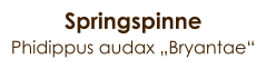 Springspinne Phidippus audax „Bryantae“