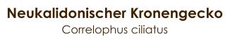 Neukalidonischer Kronengecko Correlophus ciliatus