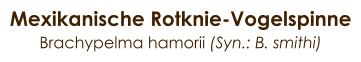 Mexikanische Rotknie-Vogelspinne Brachypelma hamorii (Syn.: B. smithi)